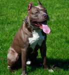 Dog_PitBull