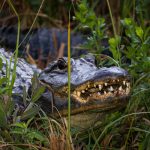 AlligatorSmile AlligatorSmile