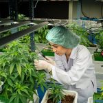 MarijuanaFarm2 MarijuanaFarm2