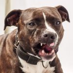 Dog_Pitbull2 Dog_Pitbull2