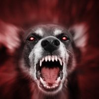 DogAttack4 DogAttack4