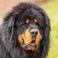 Dog20