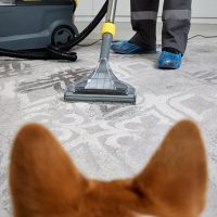 Dog_Vacuum Dog_Vacuum
