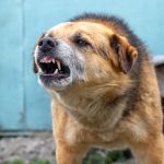 DogAttack9