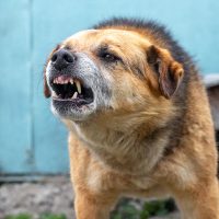 DogAttack9 DogAttack9