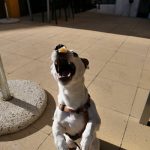DogAttack11