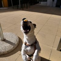 DogAttack11 DogAttack11